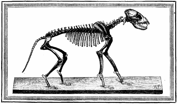 Fig.2.—SKELETON OF THE CAVE HYENA.